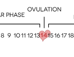 Ovulation