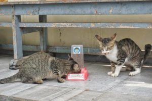 Komunita kucing UGM sedang memberikan makan kepada kucing-kucing