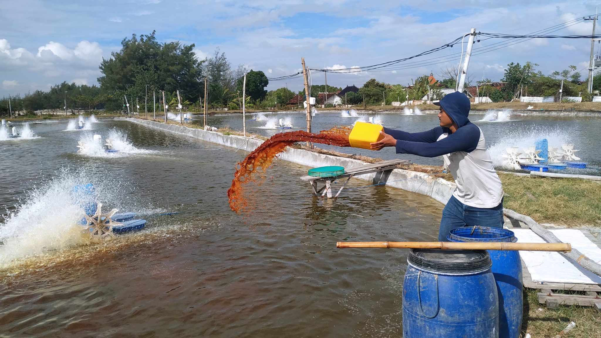 Udang Vaname Si Primadona Akuakultur Indonesia Muda