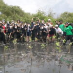 Penanaman Mangrove