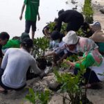 Penanaman Mangrove