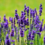 lavender-g07aad6ba9_1920