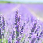 lavender-g34c6d9265_1920