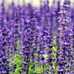 lavender-g5a76e2147_1920